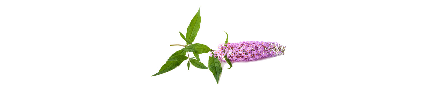 Buddlejavirág-kivonat