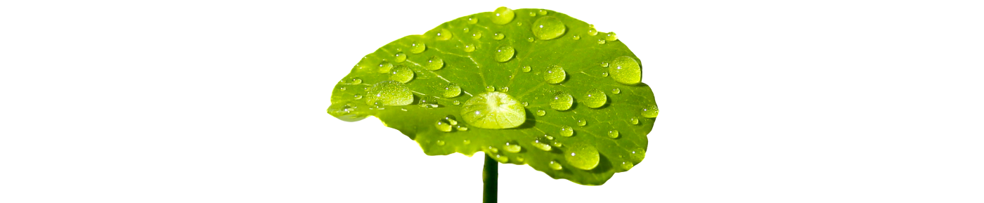 Centella Exoszómák