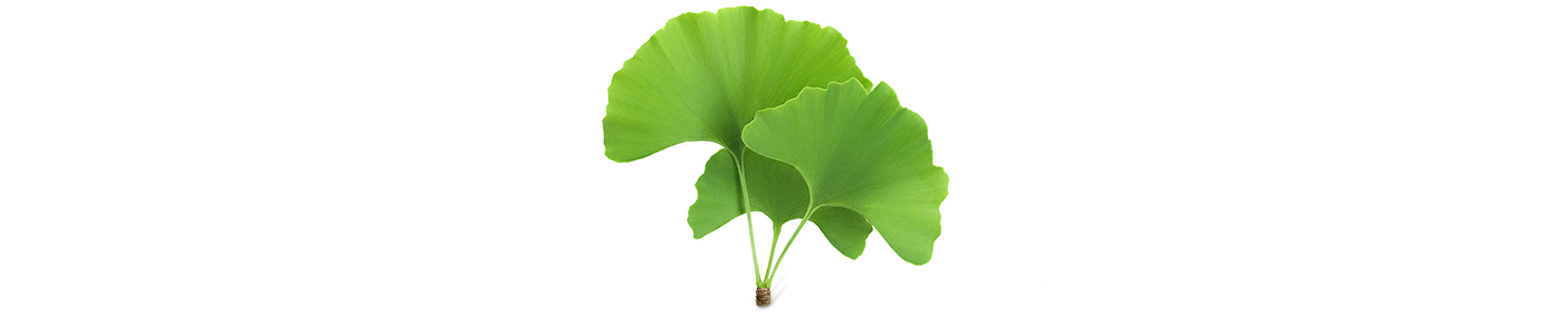 Ginkgo Biloba kivonat