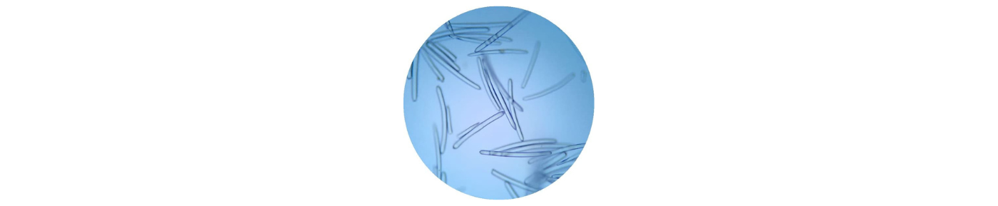 Szivacstűk - Spongilla Spicules