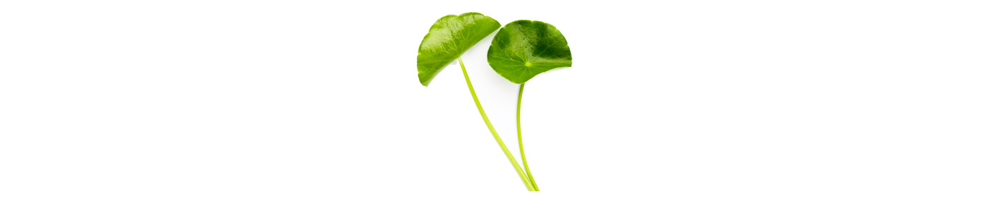 TECA™ Centella kivonat